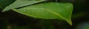 Pupae